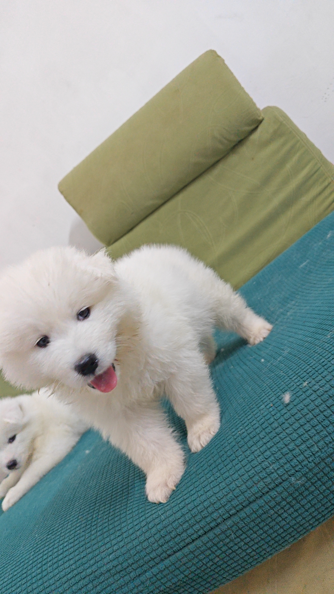 微笑天使萨摩耶